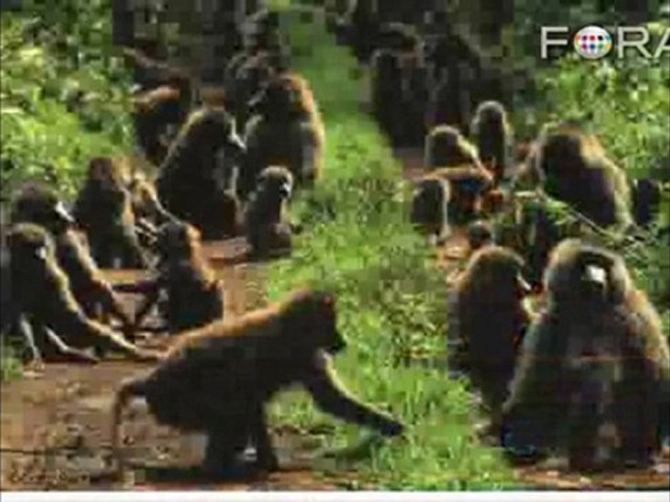 Did Chimps and Humans Inherit Common Social Behaviors?