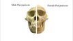 Was Lucy Male? Comparing the Gender of Human-Like Fossils