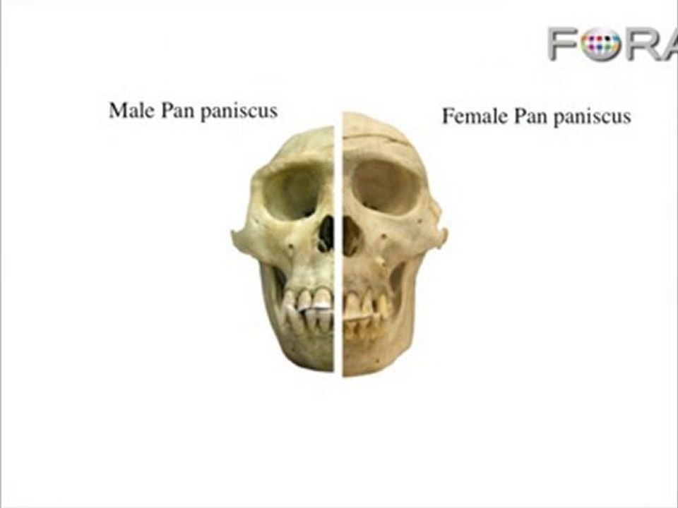 Was Lucy Male? Comparing the Gender of Human-Like Fossils