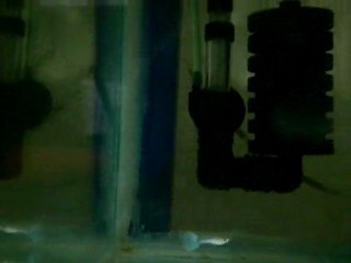 RREA albino blue topaz