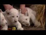 I tre leoncini bianchi nati a Buenos Aires