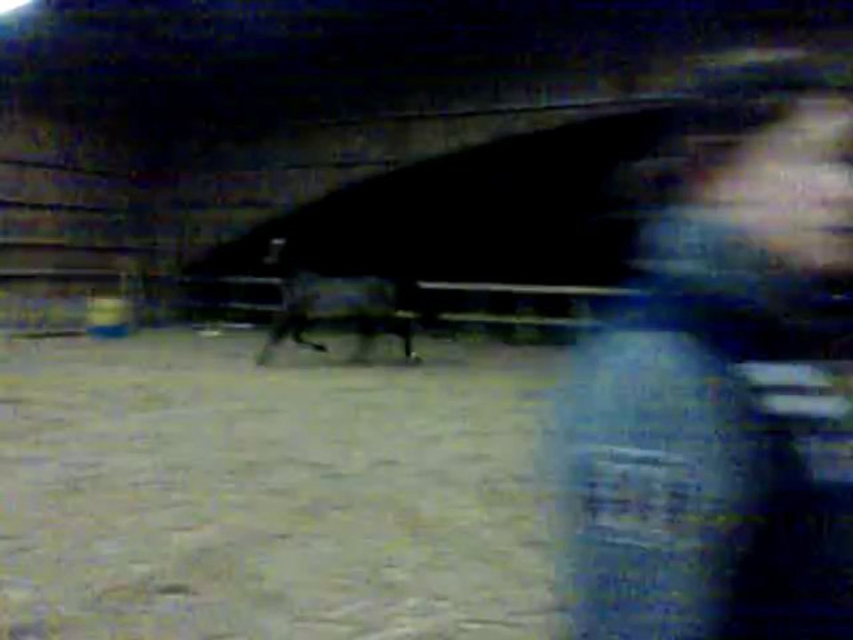 Jument 4ans L Arc de Triomphe x Loica du Gué par Adelfos