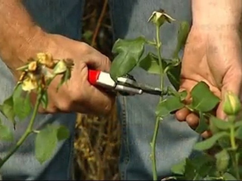 Tailler les rosiers - Colour Your Life