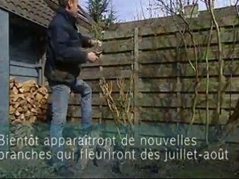 Tailler un arbre aux papillons - Colour Your Life