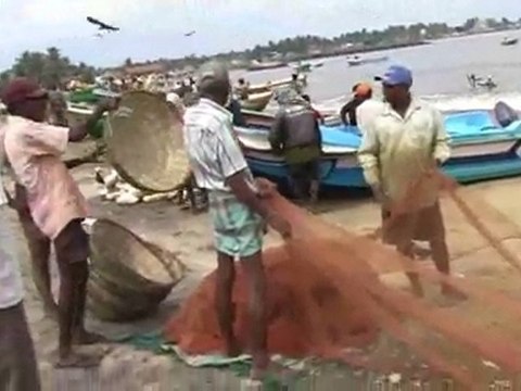 Sri Lanka Negombo fish market