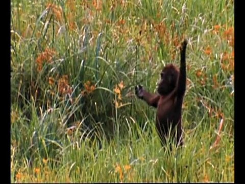 CONCOURS PHOTO : Référencement Biodiversité Gabon 2010