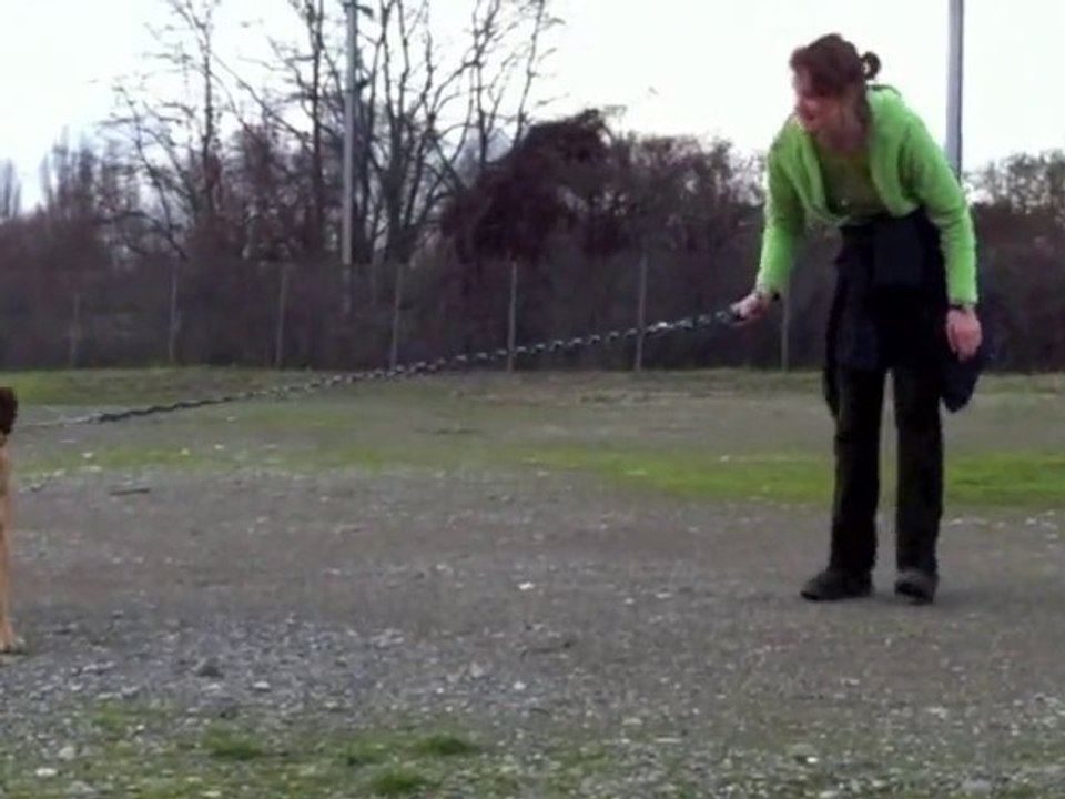 Hovawart - Mischling Tierheim, Tierschutz