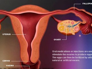 Yumurta tüp içine alınır.