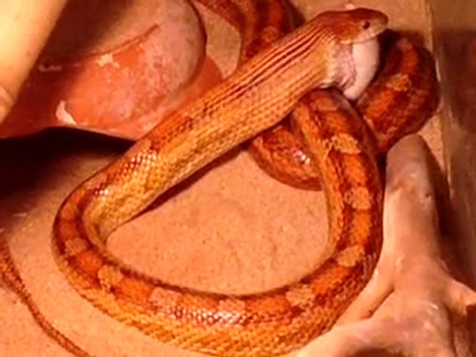 le snake bande de rat