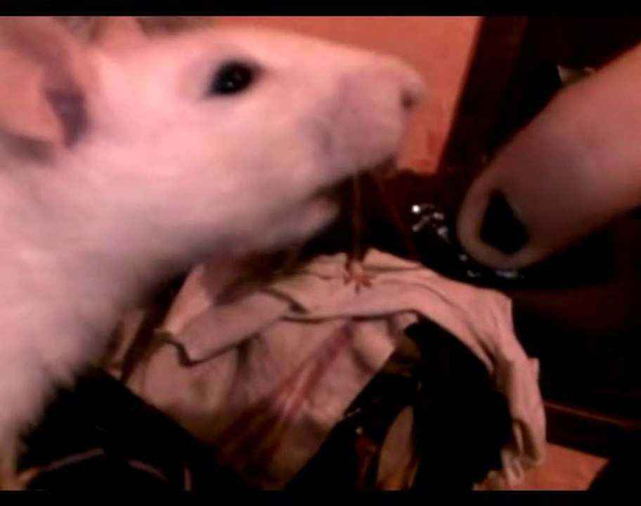 Ultima Rats