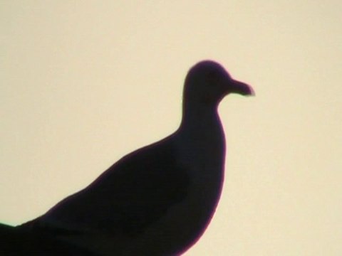 O tym jak żyć i komu zaufać