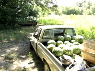 What's Organic About Organic?Trailer