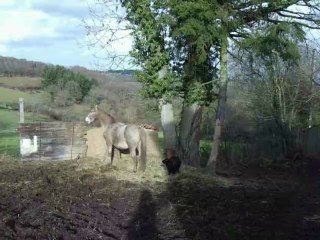 Paprika-Nazareth13.1.2010 036