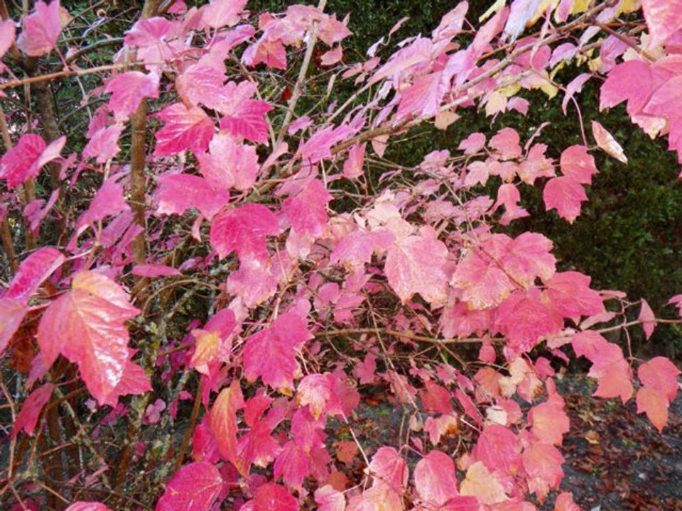 l automne a géé_0001