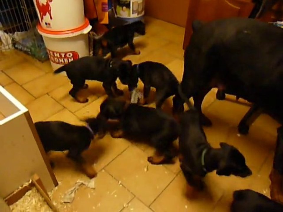 F-Litter Abyss x Zargo (13Janvier11)