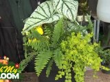 Plant varieties for a shaded container