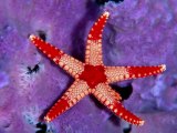 ESTRELLES DE MAR