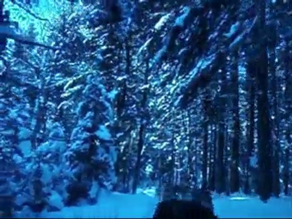 chiens de traineau canada