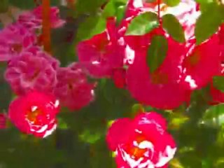 MFÖ - GÜLLERiN iCiNDEN