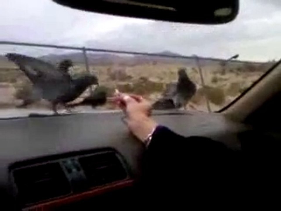 birds