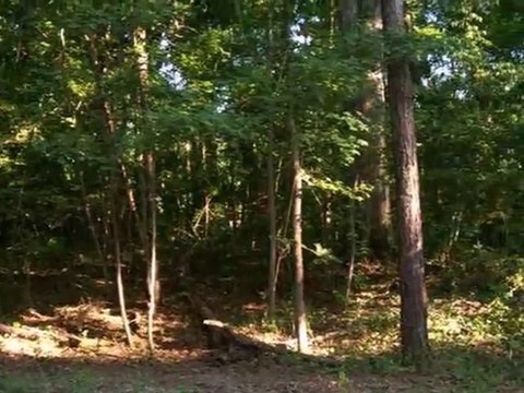 Homes for Sale - 0 Jean Laffite Rd - Hollywood, SC 29449 - Amy Henderson