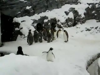 pagritianews.gr - Heavy metal πιγκουίνος