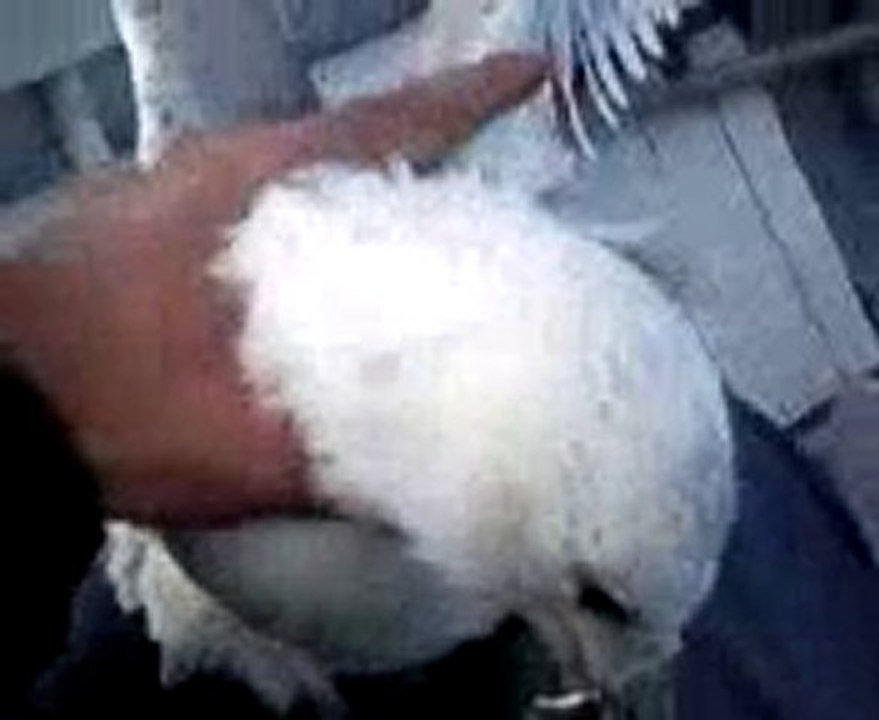 Video0034