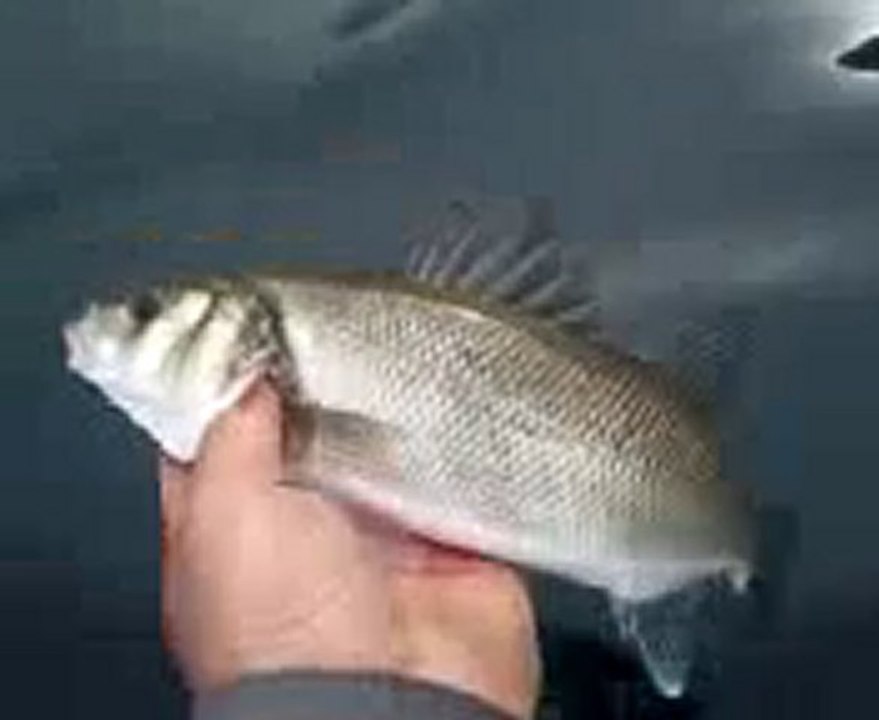 Video0021