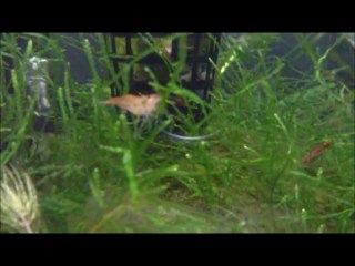 voyage au pays des crevettes