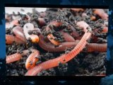 Organic Gardening, Worm Composting: Making a Worm Bed