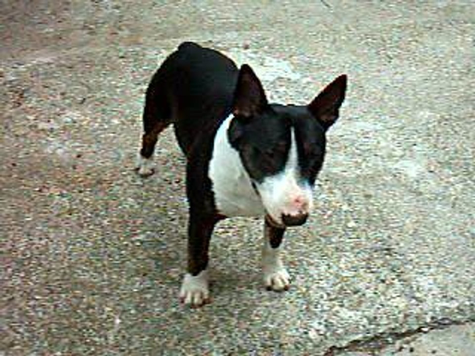 VARGAS ET SON PIED D'SANGLIER 1