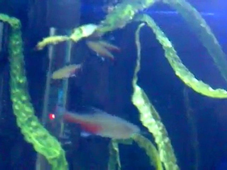 yesil tetra kur