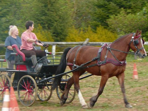Stages d'attelage du Bois Naison Franches-Montagnes