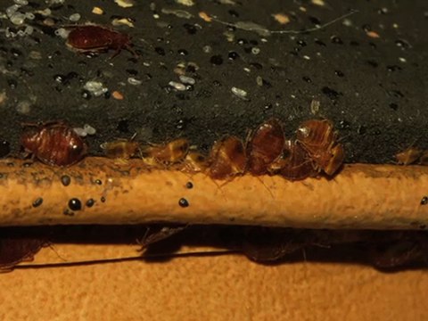 How To Get Rid of Bed Bugs: Prepping For Bed Bug Treatments