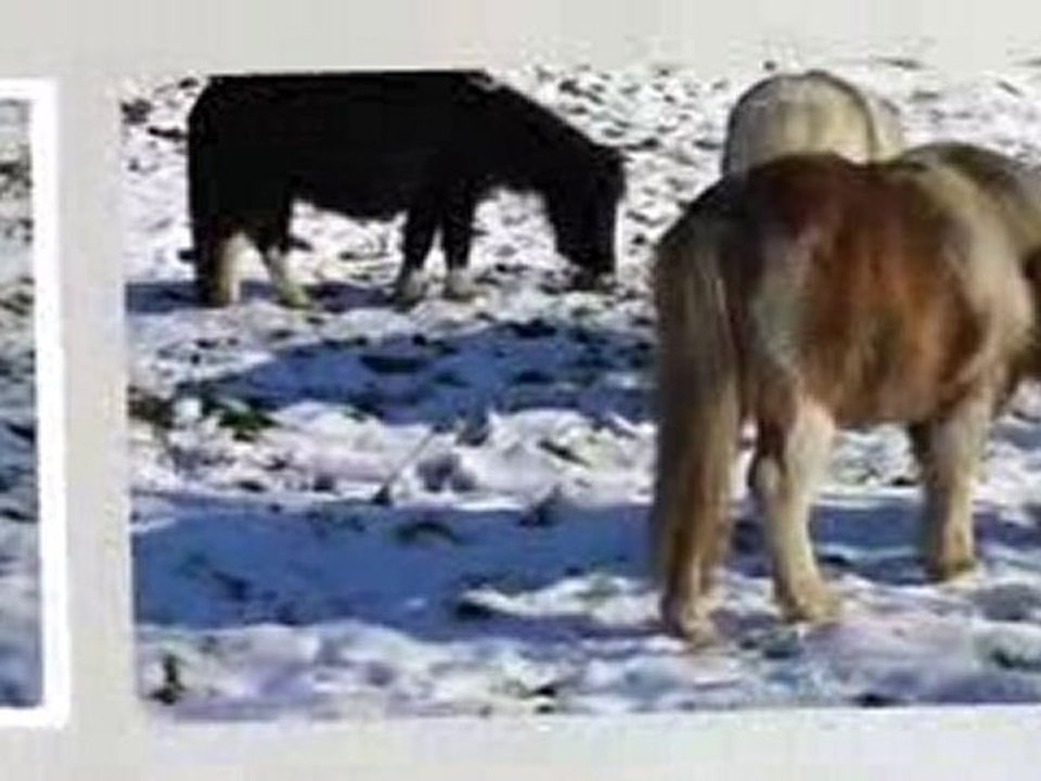 Poneys sous la neige