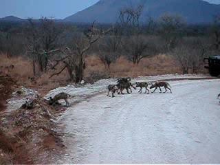 Wild Dogs playing in Road