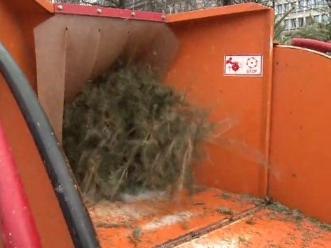 Après Noël, la collecte des sapins peut commencer