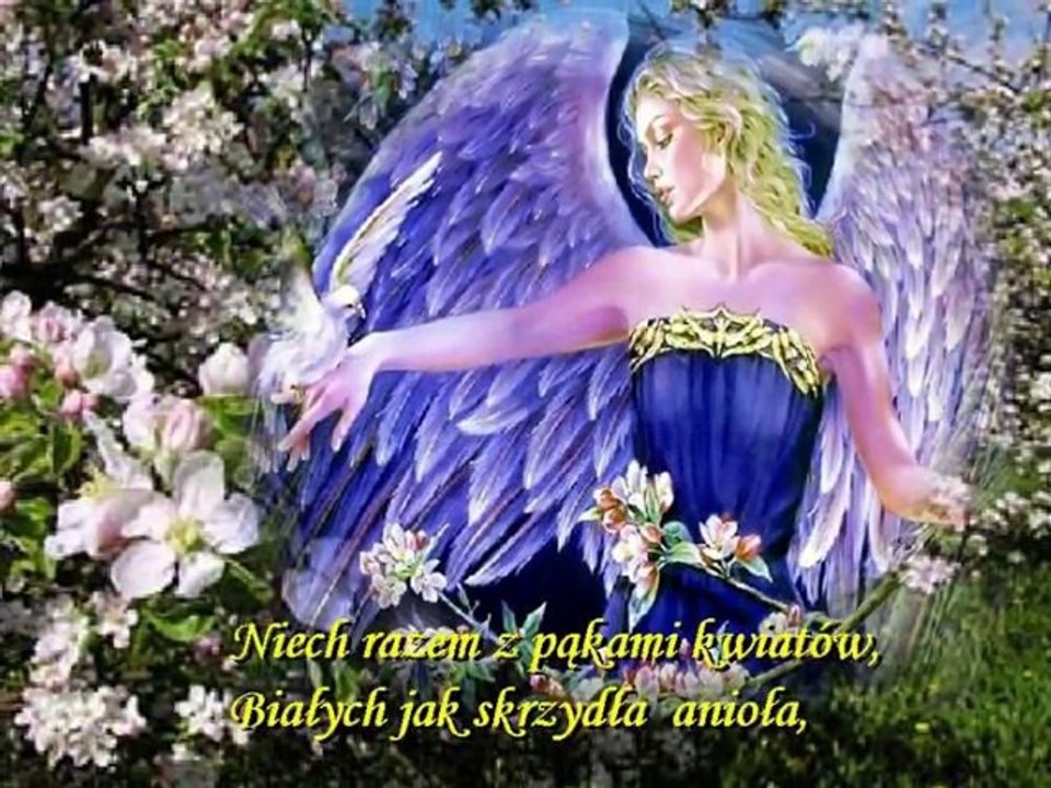 Gołabki jasne Anioły