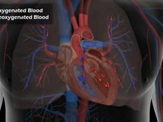 Normal Cardiac Anatomy and Physiology _ High Impact