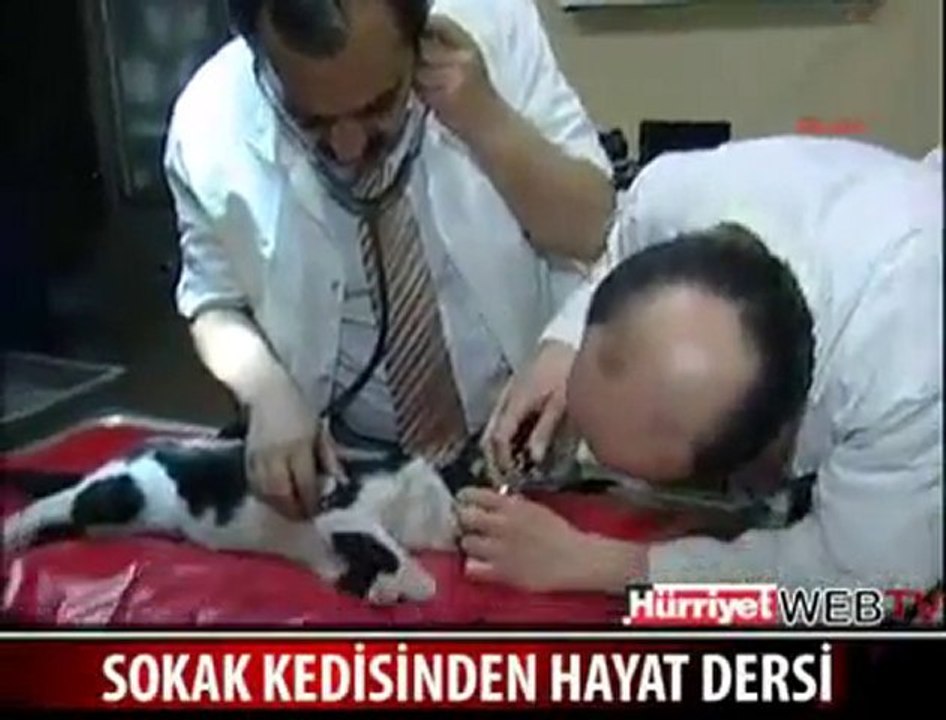a cat try to save another cat