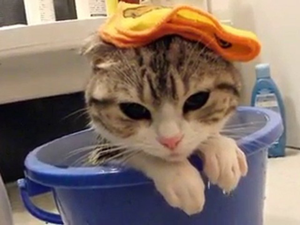 et vous trouvez chat drôle?
