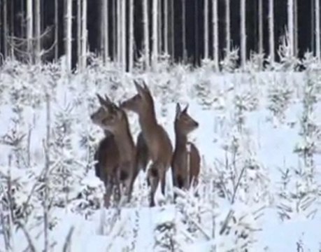 Regroupement de faons autour d'une biche adulte.