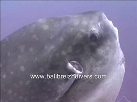 Scuba diving with BALI BREIZH DIVERS : MOLA MOLA bali
