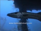 Scuba diving BALI BREIZH DIVERS :TULAMBEN USLIBERTY