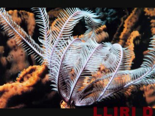 OFIURES,COGOMBRES,LLIRIS