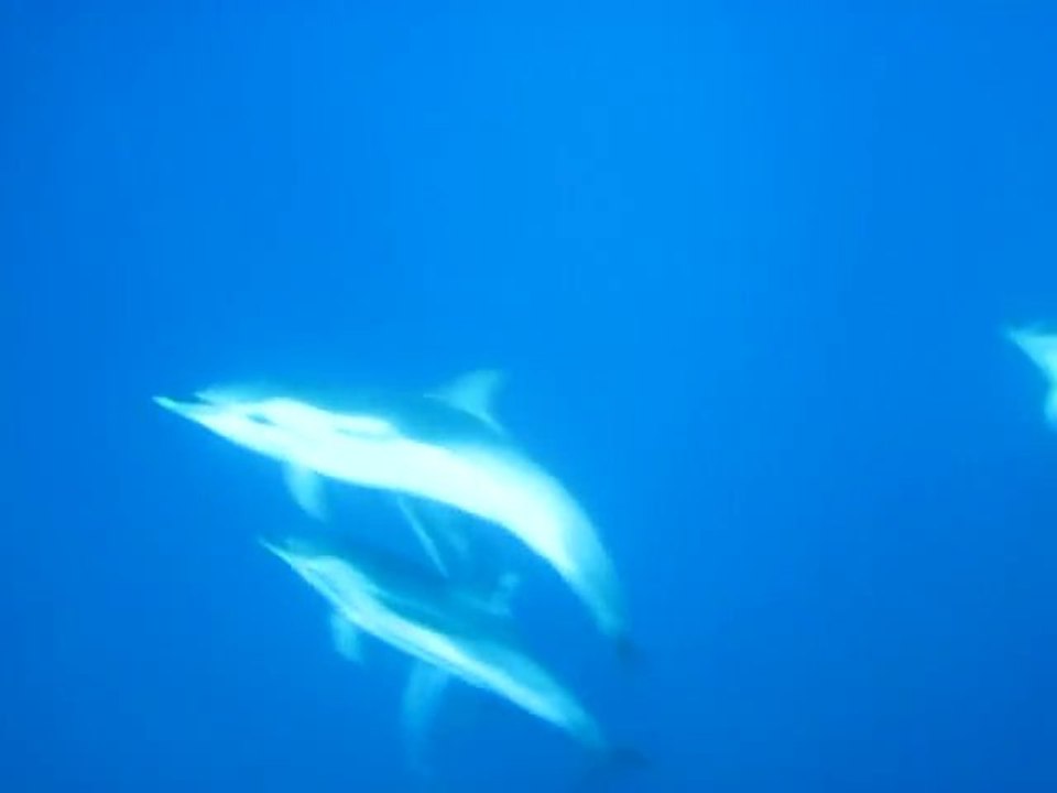 Nager avec les Dauphins a bord du Cala Rossa