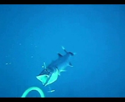 chasse sous marine île réunion