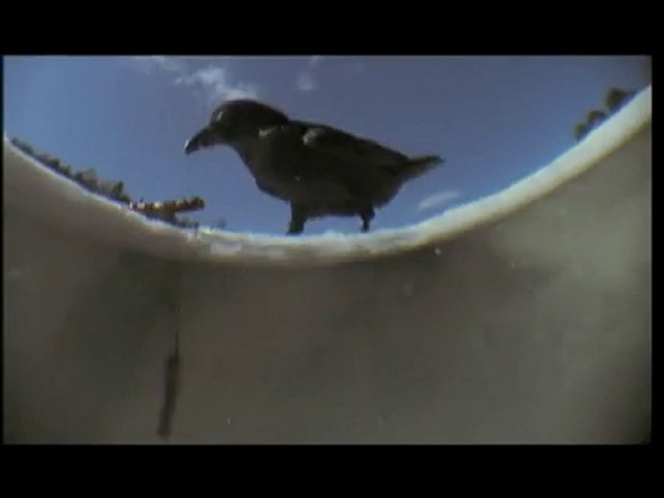 A raven knows exactly what it's doing