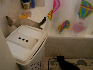 Régliss et Cookie jouent à cache cache dans la baignoire