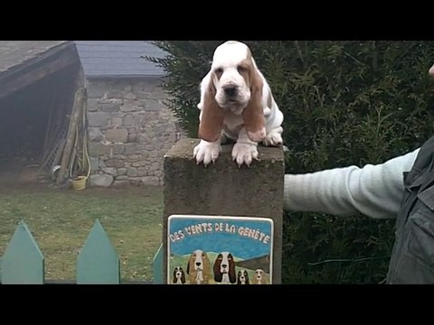 Fais pas ci fais pas ça a 2 mois